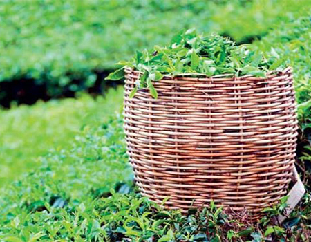 Recipe for reform: Smallholders hold the key to productivity in Sri Lanka’s tea industry