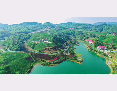 Mountainous Jianzhong town in Guizhou province boasts a long history of tea planting. Tea-related sectors play a predominant role in boosting the town's economy. CHINA DAILY