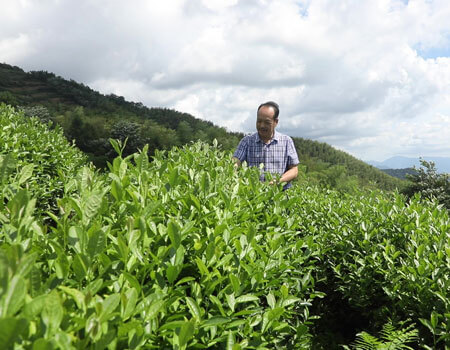 A screenshot shows Ye Mancang standing in the midst of a tea plantation, in Huangshan City, east China's Anhui Province, August 2020. /CGTN