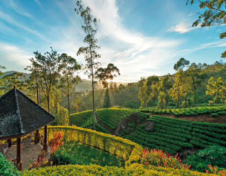 Explore rolling tea fields by way of walking trails.