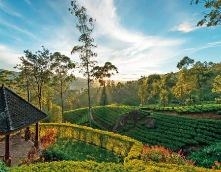 Explore rolling tea fields by way of walking trails.