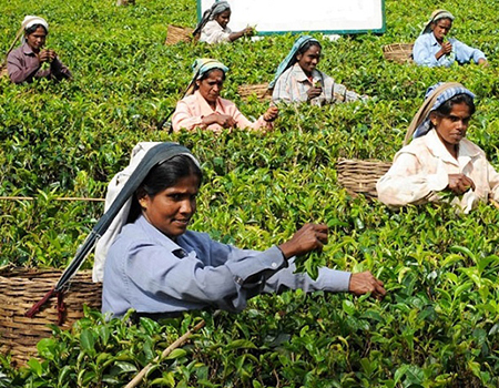 Female Tea Plunkers in Tea Field