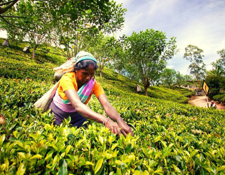 Tea production expected to rebound in second quarter