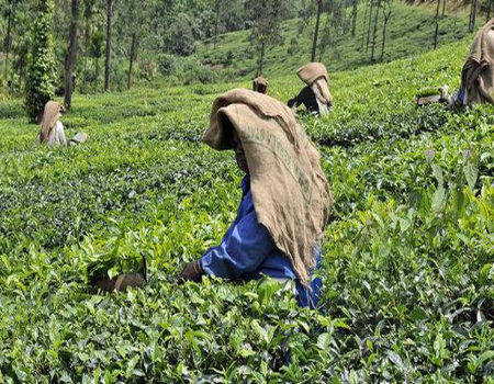 Rupee-Ruble trade, Sri Lankan crisis boosts tea exports from Kerala