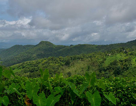 A tea plantation in the Wayanad District of Kerala, where deforestation and climate change has ravaged the Unesco heritage-listed Western Ghats mountain range in India. 