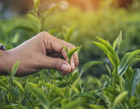 Small Tea Growers Report Looks at Farming Issues in India, Better Pricing Models, the Future of Tea