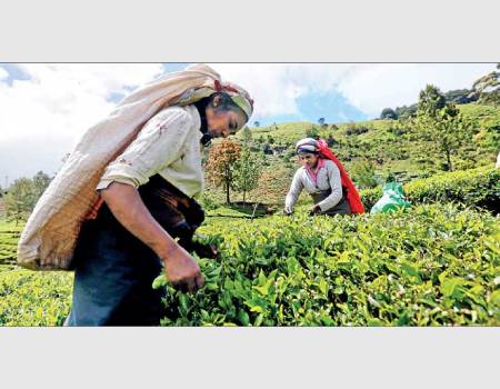 Sri Lanka commemorates 156 years of tea: Transforming lives of plantation Tamils