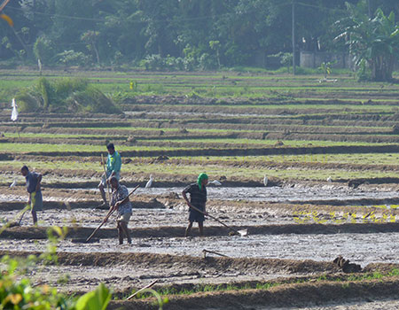 FAST GROWTH:  Sri Lanka's agriculture sector grew fastest in the first quarter of 2019 with rains coming back. Maha 2018/2019 is expected to have a bumper rice harvest.