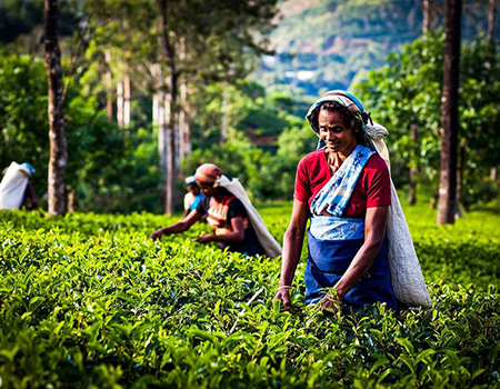 Tea pickers in a tea plantation in Maskeliya, Sri Lanka, January 4, 2015.