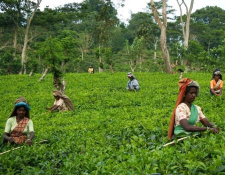 Sri Lanka high, mid and low grown tea prices ease at weekly auction