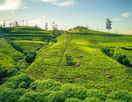 Cuppa creators: Sri Lanka is strewn with tea plantations