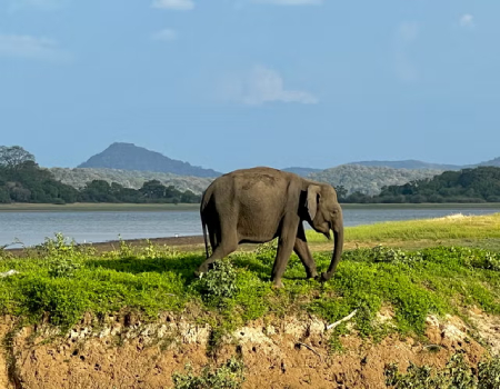 Safari spot: Sightings of Sri Lankan elephants are easy to come by