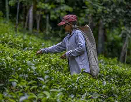 A tea picker works on a plantation in the southern district of Ratnapura, Sri Lanka [Ishara S Kodikara/AFP]