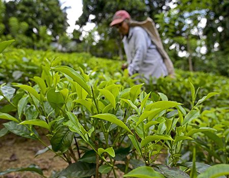 A labourer works at a tea plantation in Ratnapura.