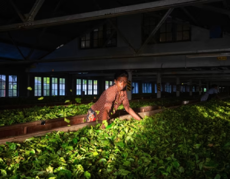 A woman works in a tea factory in Sri Lanka. Tea production fell by nearly a quarter between 2021 and 2022, owing in part to a government-imposed fertiliser ban © Abhishek Chinnappa/Getty Images