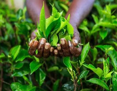 Sri Lanka's small tea growers contributes around 77%