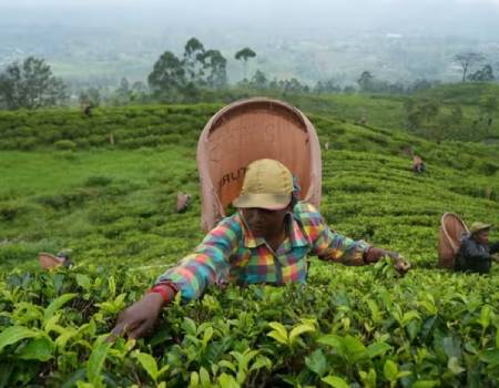  A tea picker plucks tea leaves at a plantation in the morning in Norwood, Central Province, Sri Lanka