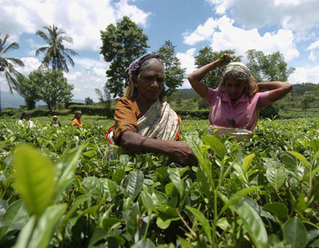 Sri Lankan tea pickers working on a plantation in Kandy, some 150km northeast of Colombo. LAKRUWAN WANNIARACHCHI/AFP
