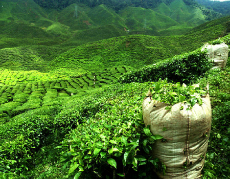 Sri Lanka smallholder tea growers still find fertiliser expensive