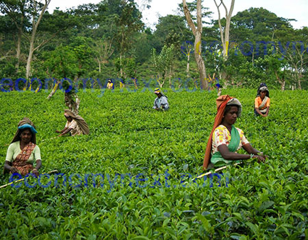   Tea workers on a plantation. Selected workers at Talawakelle Tea Estates are being given responsibility to run their own plots as part of a revenue sharing model being trialled by the firm.