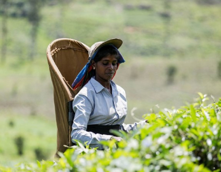 sri-lanka-targets-global-tea-promotion-campaign
