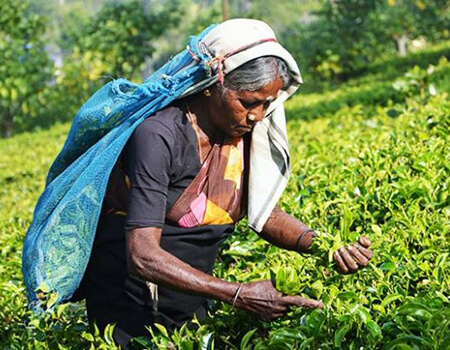 Sri Lankan tea plucker