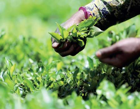 Sri Lanka tea exports: Iraq secures top position in 1H 2023