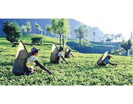 Sri Lanka tea industry facing up to new challenges