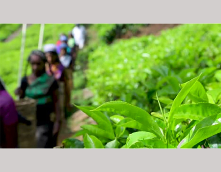 sri-lanka-tea-industry-to-fully-recover-next-year
