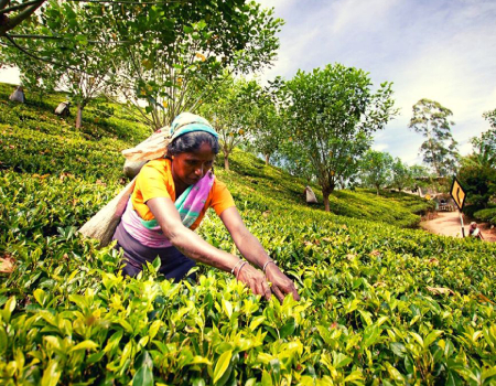 Sri Lanka Ceylon Tea prices down at weekly auction
