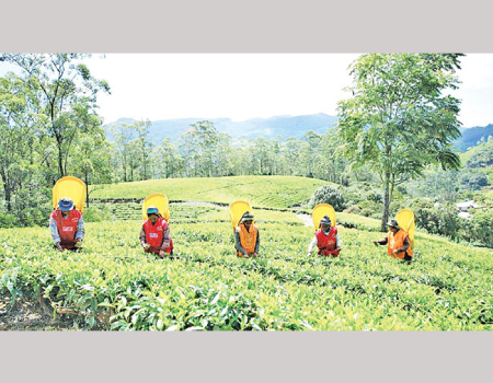 sri-lanka-tea-sector-stuck-in-colonial-era-model