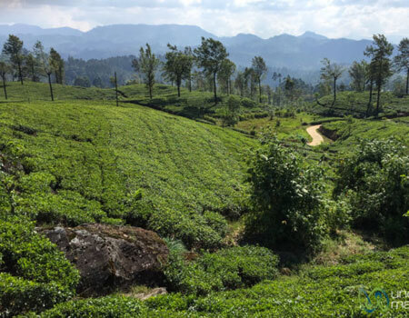 Tea plantations and green for as far as the eye can see.