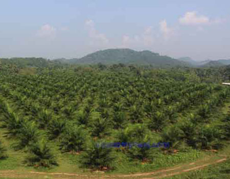   Newly planted oil palm on converted rubber estate at Horana Plantations
