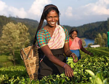 PHOTO: Tamil women picking Ceylon tea leaves on a plantation in Sri Lanka. (Photo via iStock / Getty Images / hadynyah)