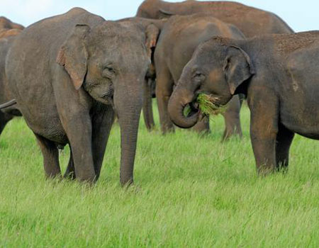 PHOTO: Wild elephant herds grazing in the wild in a national park in Sri Lanka (Photo courtesy World Animal Protection)