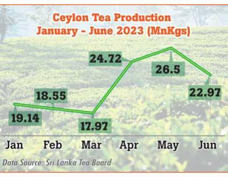 Strong June tea production boosts first-half output to positive territory
