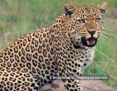 Take Precautionary Measures When Stepping Out: Experts On Leopard Attacks |  History of Ceylon Tea