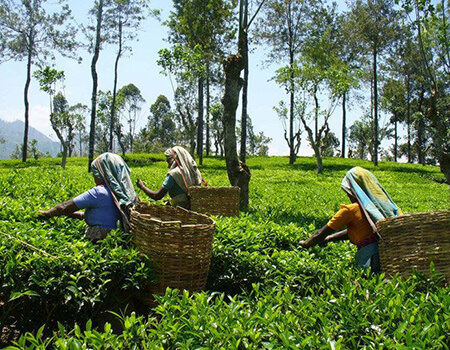 Tea pluckers in Sri Lanka