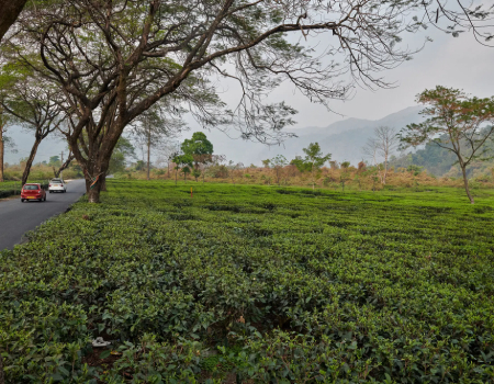 A tea estate in the foothills of the Himalayas, in the Indian state of West Bengal. People all over the world associate this region most closely with tea.