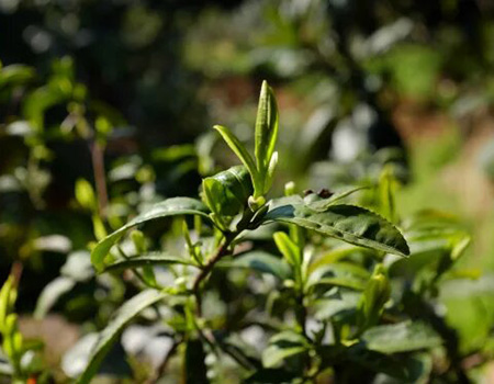Similarly to any fine wine coming from grapes, different varieties of Chinese teas all come from one plant, the Camellia sinensis.