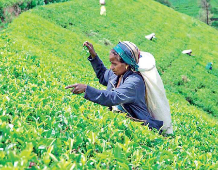 Tea exports down 22% in March, 15% in first quarter