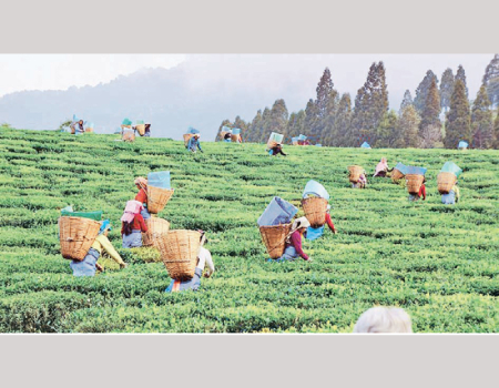 tea-exports-earn-rs-411-bn-in-2022