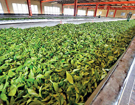 For decades, Ceylon Tea was promoted as the cleanest tea in the world. In such a background, appropriateness of banning of importation of chemical fertilisers and pesticides used in production of tea is highly debatable – Pic by Shehan Gunasekara 

