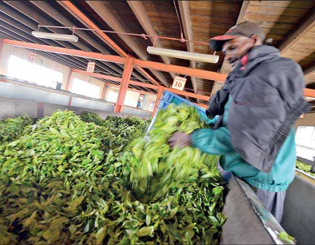  It will not be a Herculean task to make tea a profitable industry once again to contribute to and not beg for assistance from the State – Pic by Shehan Gunasekara