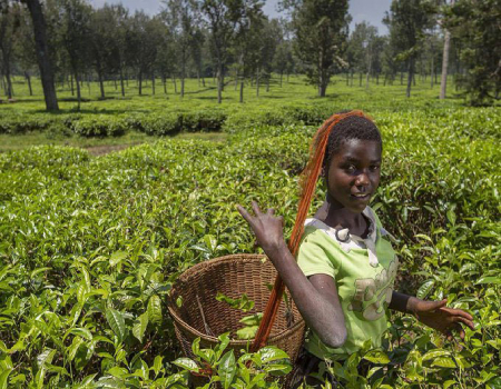 A tea plucker  in Congo