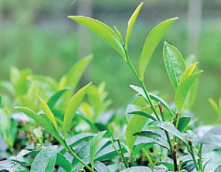 Tea output dips for third straight month in March