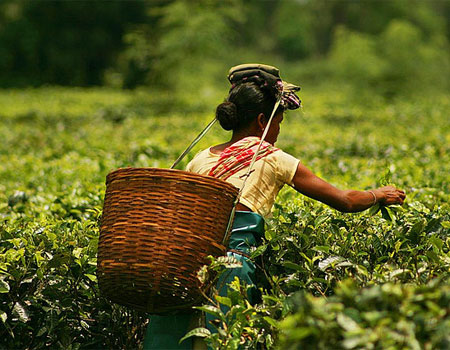 A plantation worker plucking tea leaves in Assam, India