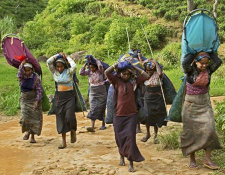 Annfield tea estate workers carrying leaves to a factory in Sri Lanka