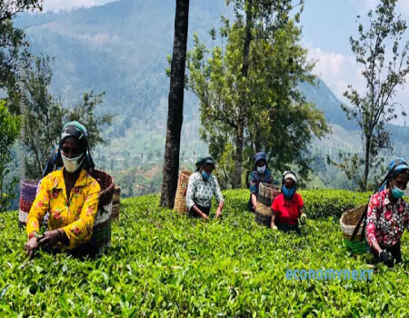 Tea pluckers in Sri Lanka
