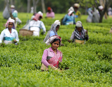 Workers pick tea leaves at a tea estate in Assam, India.